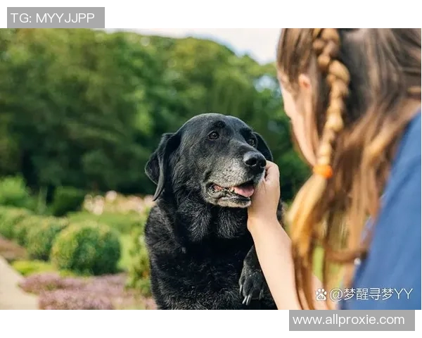 足球明星与爱犬的生活揭秘:他们如何选择和照顾自己的狗狗 足球明星与爱犬的生活揭秘:他们如何选择和照顾自己的狗狗